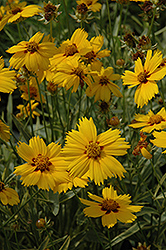 Tequila Sunrise Tickseed (Coreopsis 'Tequila Sunrise') at Valley View Farms