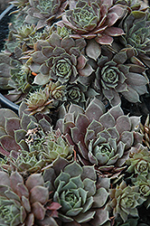 Silverine Hens And Chicks (Sempervivum 'Silverine') at Valley View Farms