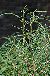 Fine Line Fern Leaf Buckthorn (Rhamnus frangula 'Ron Williams') at Valley View Farms