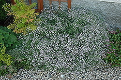 Common Baby's Breath (Gypsophila paniculata) at Valley View Farms