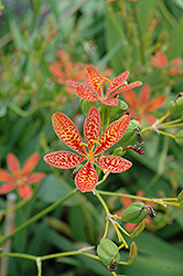 Blackberry Lily (Belamcanda chinensis) at Valley View Farms