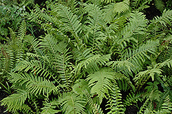 Christmas Fern (Polystichum acrostichoides) at Valley View Farms