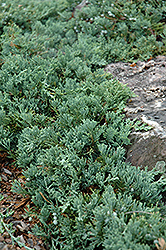 Blue Rug Juniper (Juniperus horizontalis 'Wiltonii') at Valley View Farms