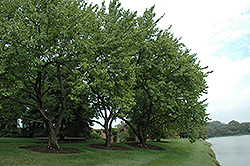Goldcot Apricot (Prunus armeniaca 'Goldcot') at Valley View Farms