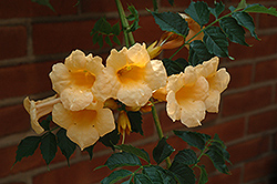 Yellow Trumpetvine (Campsis radicans 'Flava') at Valley View Farms