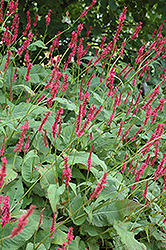 Fire Tail Fleeceflower (Persicaria amplexicaulis 'Fire Tail') at Valley View Farms