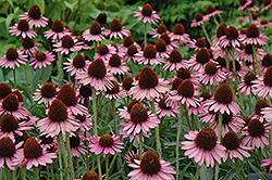 Pixie Meadowbrite Coneflower (Echinacea 'Pixie Meadowbrite') at Valley View Farms