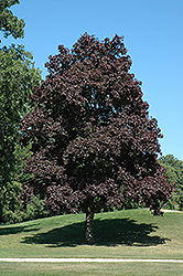 Crimson King Norway Maple (Acer platanoides 'Crimson King') at Valley View Farms
