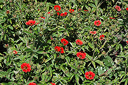 Gibson's Scarlet Cinquefoil (Potentilla nepalensis 'Gibson's Scarlet') at Valley View Farms