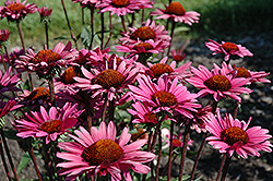 Fatal Attraction Coneflower (Echinacea purpurea 'Fatal Attraction') at Valley View Farms