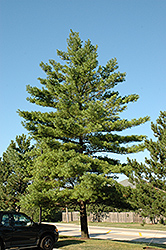 White Pine (Pinus strobus) at Valley View Farms