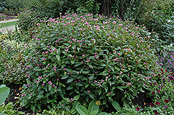 Pink Turtlehead (Chelone obliqua) at Valley View Farms