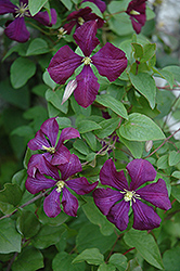 Etoile Violette Clematis (Clematis 'Etoile Violette') at Valley View Farms