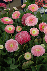 Tasso Pink English Daisy (Bellis perennis 'Tasso Pink') at Valley View Farms