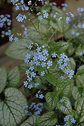 Jack Frost Bugloss (Brunnera macrophylla 'Jack Frost') at Valley View Farms