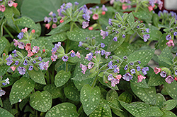 Mrs. Moon Lungwort (Pulmonaria saccharata 'Mrs. Moon') at Valley View Farms