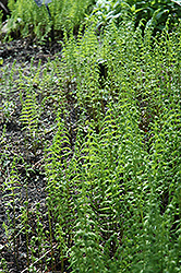 Marsh Fern (Thelypteris palustris) at Valley View Farms