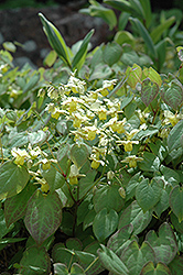 Yellow Barrenwort (Epimedium x versicolor 'Sulphureum') at Valley View Farms