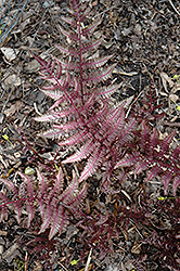 Burgundy Lace Painted Fern (Athyrium nipponicum 'Burgundy Lace') at Valley View Farms