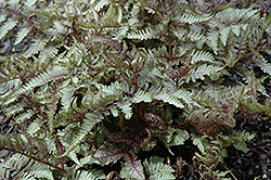 Red Beauty Painted Fern (Athyrium nipponicum 'Red Beauty') at Valley View Farms