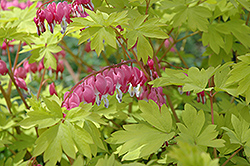 Gold Heart Bleeding Heart (Dicentra spectabilis 'Gold Heart') at Valley View Farms