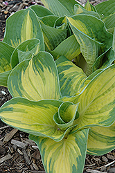 Great Expectations Hosta (Hosta 'Great Expectations') at Valley View Farms