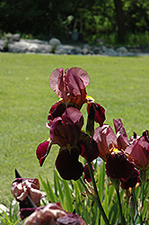 Indian Chiefr Iris (Iris 'Indian Chief') at Valley View Farms