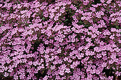 Home Fires Woodland Phlox (Phlox stolonifera 'Home Fires') at Valley View Farms