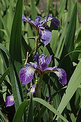 Siberian Iris (Iris sibirica) at Valley View Farms