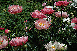 Coral Charm Peony (Paeonia 'Coral Charm') at Valley View Farms