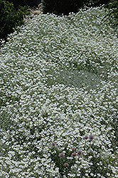 Snow-In-Summer (Cerastium tomentosum) at Valley View Farms