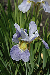 Sky Wings Siberian Iris (Iris sibirica 'Sky Wings') at Valley View Farms