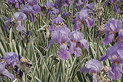 Variegated Sweet Iris (Iris pallida 'Variegata') at Valley View Farms