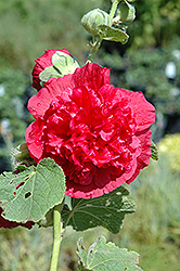 Chater's Double Rose Pink Hollyhock (Alcea rosea 'Chater's Double Rose Pink') at Valley View Farms