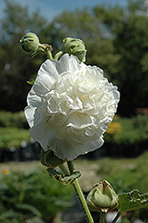 Chater's Double White Hollyhock (Alcea rosea 'Chater's Double White') at Valley View Farms