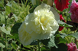 Chater's Double Yellow Hollyhock (Alcea rosea 'Chater's Double Yellow') at Valley View Farms