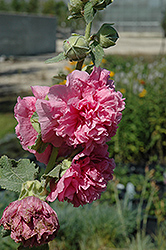 Chater's Double Pink Hollyhock (Alcea rosea 'Chater's Double Pink') at Valley View Farms