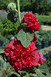 Chater's Double Red Hollyhock (Alcea rosea 'Chater's Double Red') at Valley View Farms