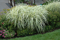Variegated Silver Grass (Miscanthus sinensis 'Variegatus') at Valley View Farms