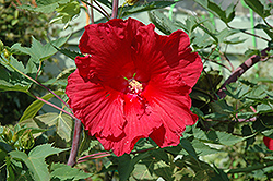 Fireball Hibiscus (Hibiscus 'Fireball') at Valley View Farms