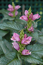 Hot Lips Turtlehead (Chelone lyonii 'Hot Lips') at Valley View Farms