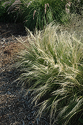 Pony Tails Mexican Feather Grass (Stipa tenuissima 'Pony Tails') at Valley View Farms