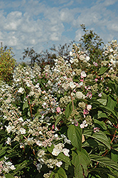 Tardiva Hydrangea (Hydrangea paniculata 'Tardiva') at Valley View Farms