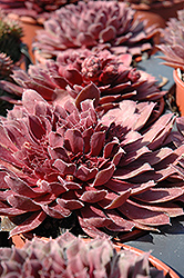 Royal Ruby Hens And Chicks (Sempervivum 'Royal Ruby') at Valley View Farms