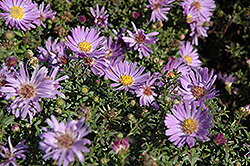 Woods Light Blue Aster (Symphyotrichum 'Woods Light Blue') at Valley View Farms
