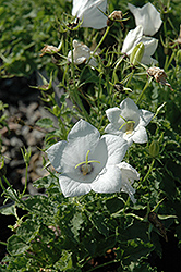 White Uniform Bellflower (Campanula carpatica 'White Uniform') at Valley View Farms
