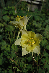 Swan Yellow Columbine (Aquilegia 'Swan Yellow') at Valley View Farms