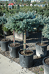 Globe Blue Spruce (tree form) (Picea pungens 'Globosa (tree form)') at Valley View Farms