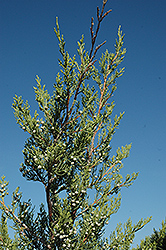 Hetz Columnar Juniper (Juniperus chinensis 'Hetz Columnar') at Valley View Farms