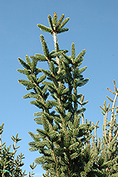 Columnar Norway Spruce (Picea abies 'Cupressina') at Valley View Farms